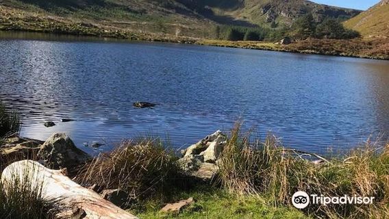 Glanteenassig Forest Park