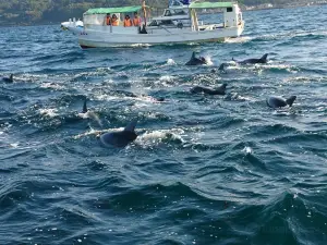 Amakusa Dolphin Information