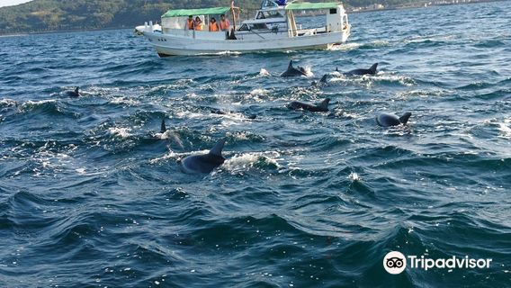 Amakusa Dolphin Information