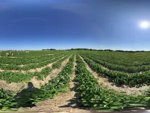 Pine Tree Apple Orchard