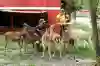 Exotic animal farm near cheap me