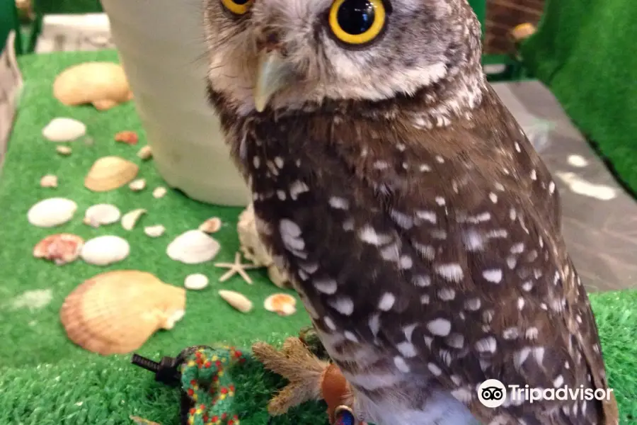 Shonan Owl Park