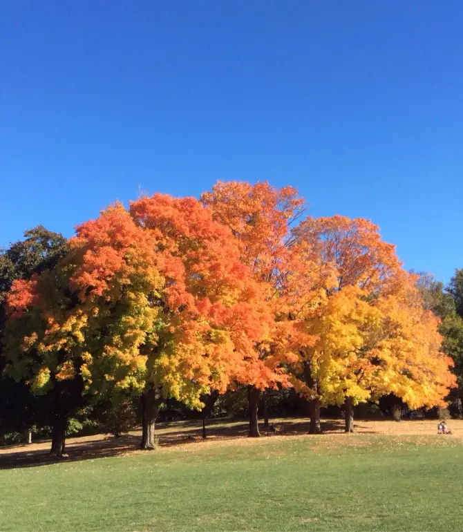 Montclair