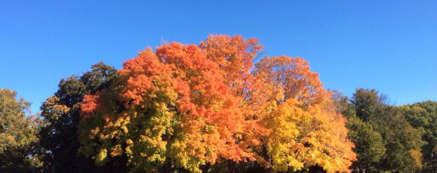 Brookdale Park