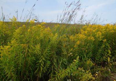 Seneca Meadows Wetlands Preserve