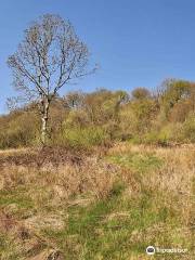 Knapp Copse Local Nature Reserve