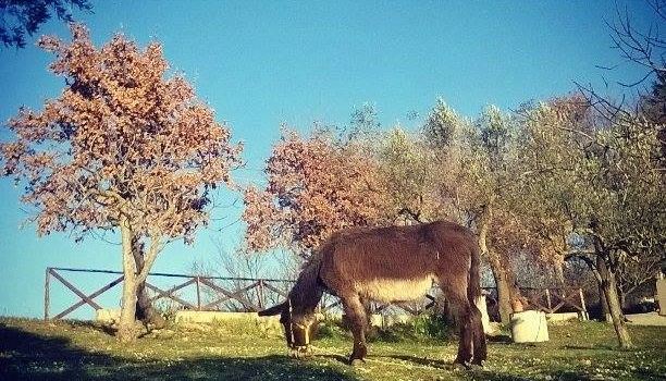 La Piccola Bottega