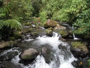 Parque Internacional La Amistad