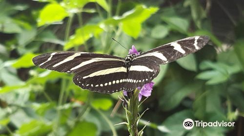 Monteverde Butterfly Gardens