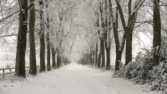 Wendover Woods