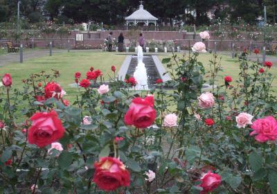 Shikishima Parfk Rose Garden