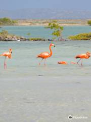 Pekelmeer Flamingo Sanctuary