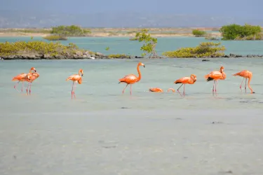 Pekelmeer, Flamingo Sanctuary