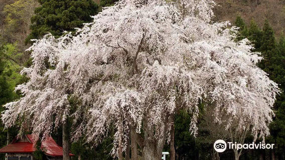 Oshirasama Weeping Cherry tree at Hakusan-jinja Shrine