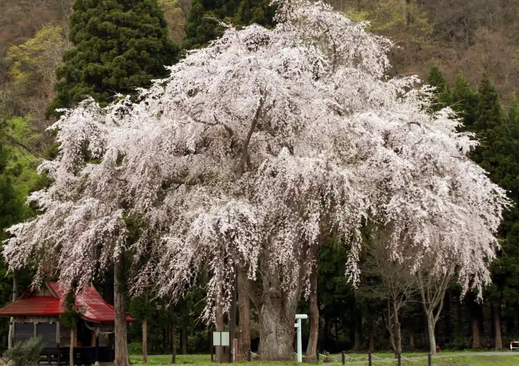 湯沢