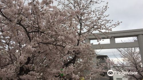 Kobe City NAdaku Cherry Blossoms Tunnel