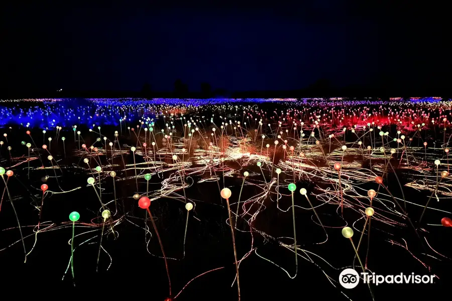 Field of Light Uluru