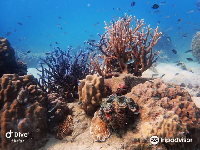 Diving in Koh Kood