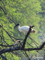 Sur Sarovar Bird Sanctuary