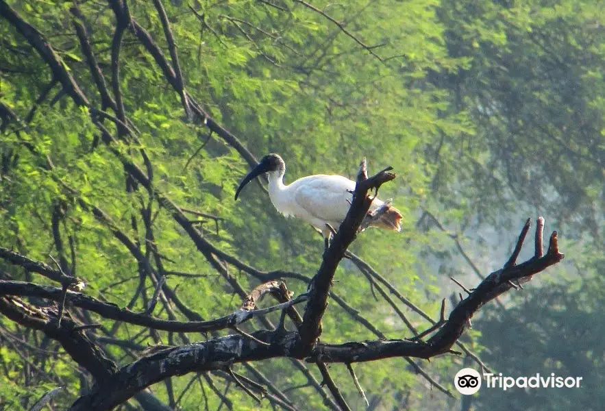 Sur Sarovar Bird Sanctuary