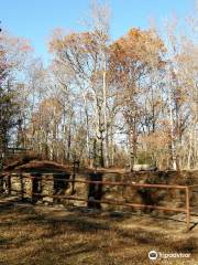 Reed Gold Mine State Historic Site