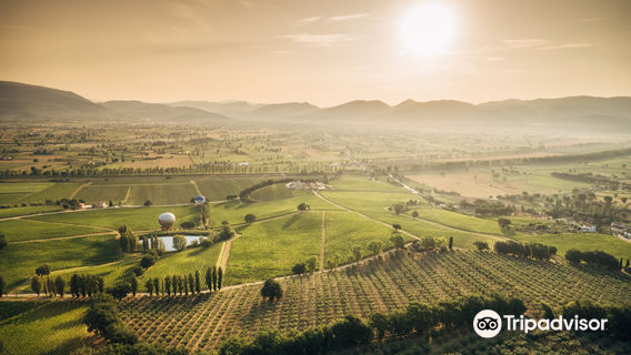 Arnaldo Caprai - Viticoltore in Montefalco
