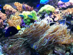 Aquarium Wasserbillig