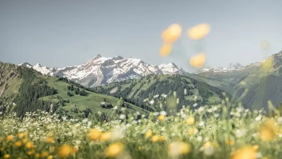 Hotels near Blumenweg Schonried Hornberg (Rundwanderung)