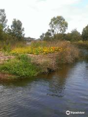 Breakout Creek Wetlands