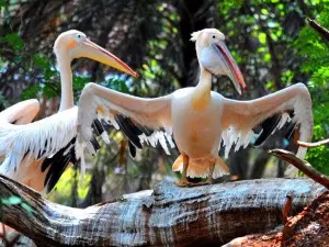 Indira Gandhi Zoological Park