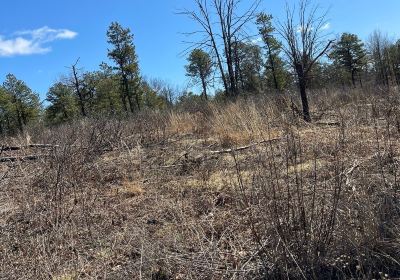 Albany Pine Bush Preserve