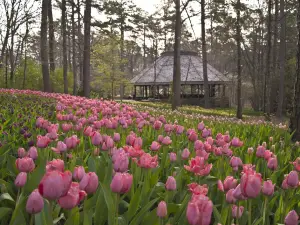 Garvan Woodland Gardens