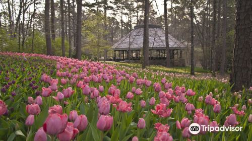 Garvan Woodland Gardens