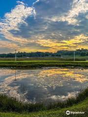 Lorong Halus Wetland