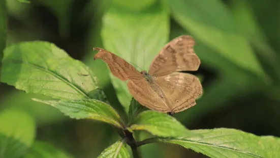 Butterfly Conservatory