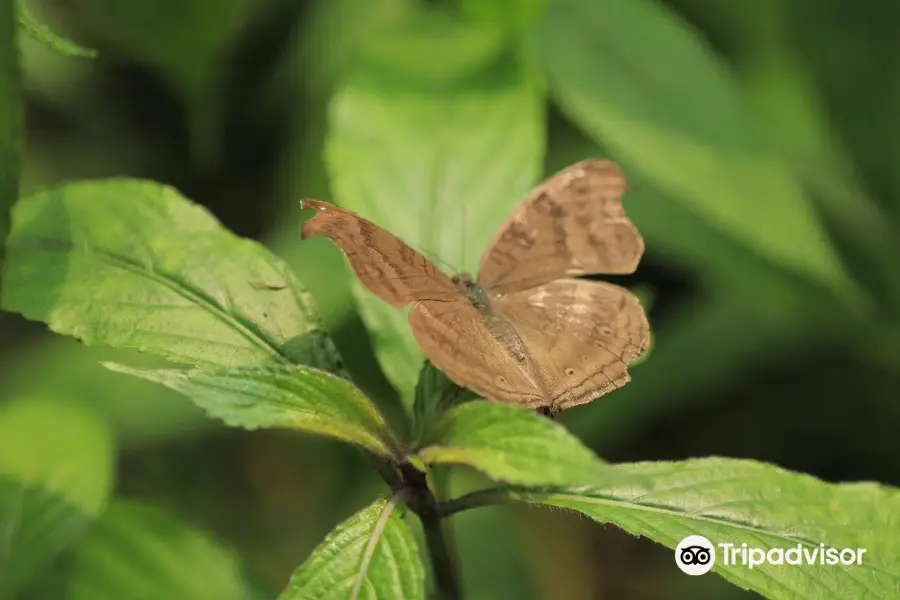 Butterfly Conservatory