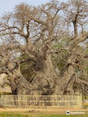 Hatiyan Jhad Baobab Tree