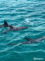 Delfin Schwimmen mit Bob Satey