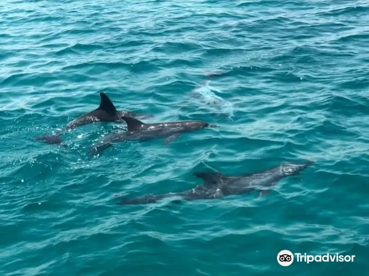 Delfin Schwimmen mit Bob Satey