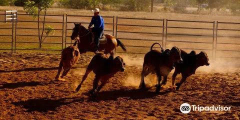 Katherine Outback Experience