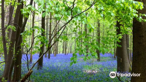 Hallerbos - ‘'The Blue Forest’'