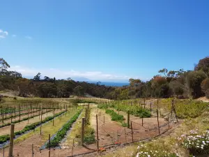 Kate's Berry Farm