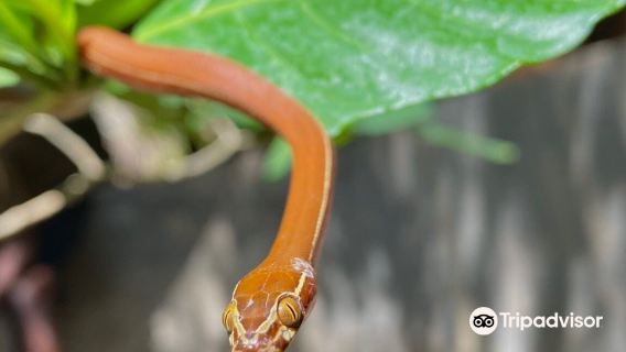 Watamu Snake Farm