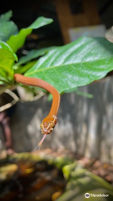 Watamu Snake Farm