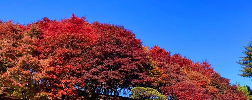 Bear Tree Park