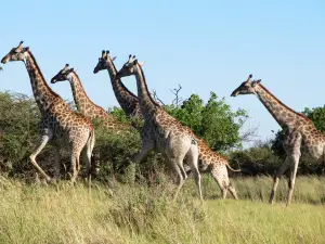 Moremi Wildlife Reserve