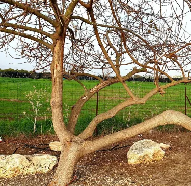 Maarav Hasharon