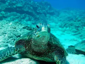 Ocean Joy Cruises