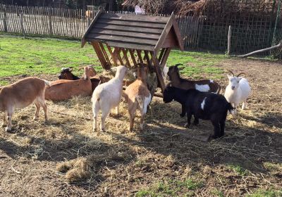 Kinderboerderij de Heihoeve