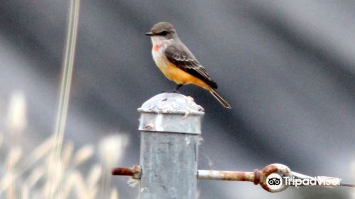 Birding Northern Arizona